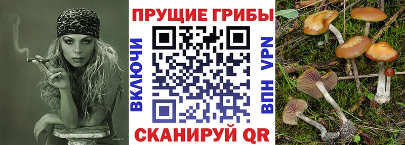 Псилоцибиновые грибы Psilocybe  Купить  Алексеевка 